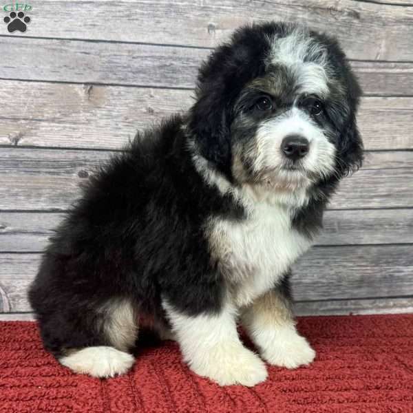 Mustang, Mini Aussiedoodle Puppy